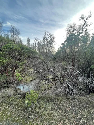 a view of a yard with large trees