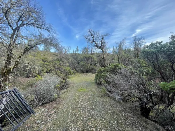 a view of a yard with a tree