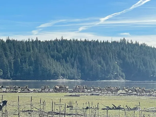 a view of lake with trees