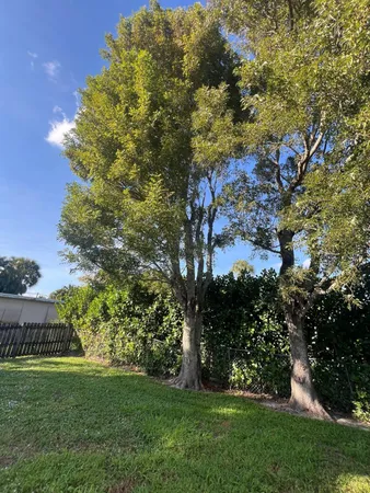 a view of a big yard with plants and large trees
