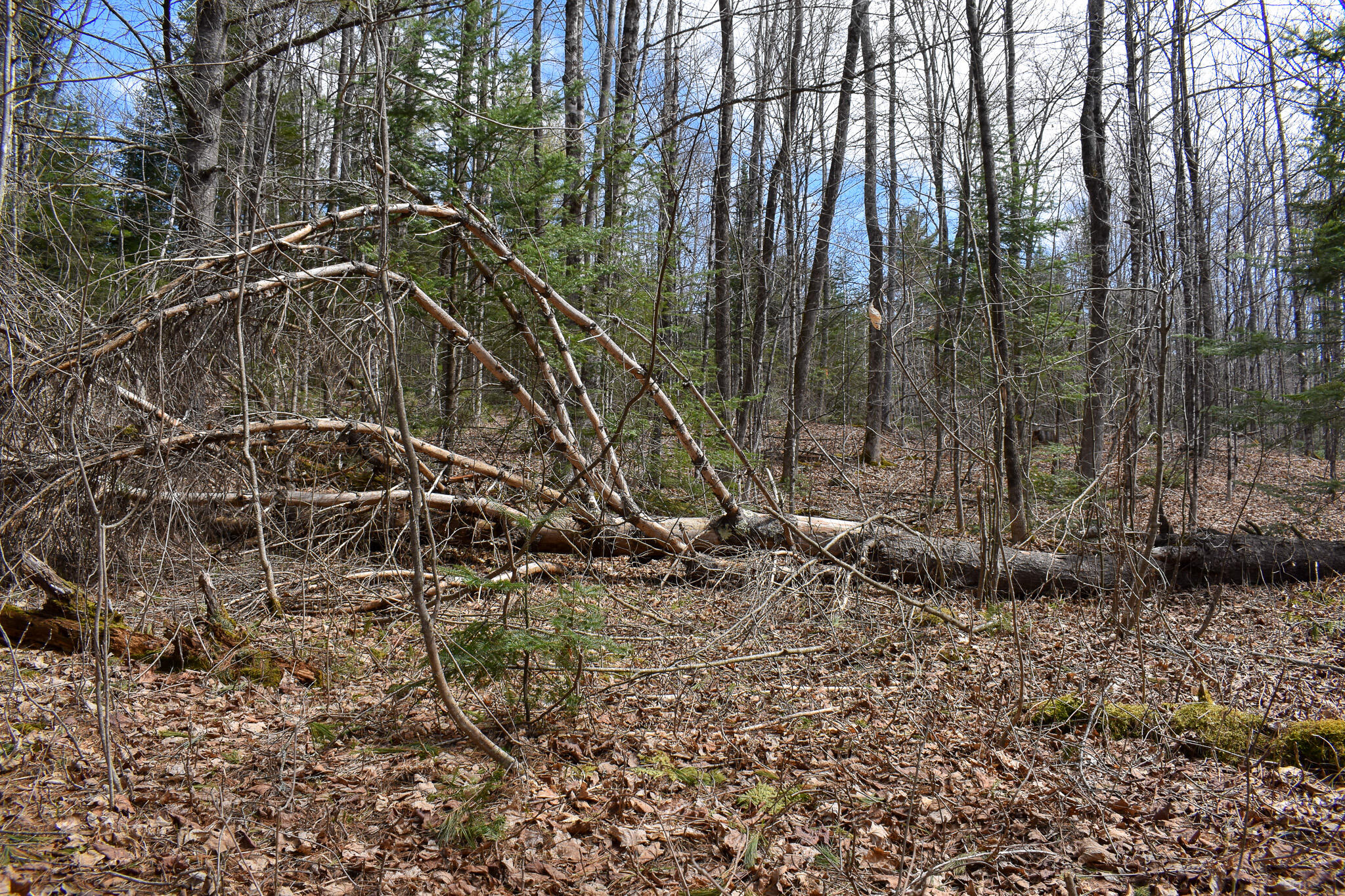 0 Borough Road Dover-Foxcroft, ME 04426 - Photo 17 of 26 DSC_0415