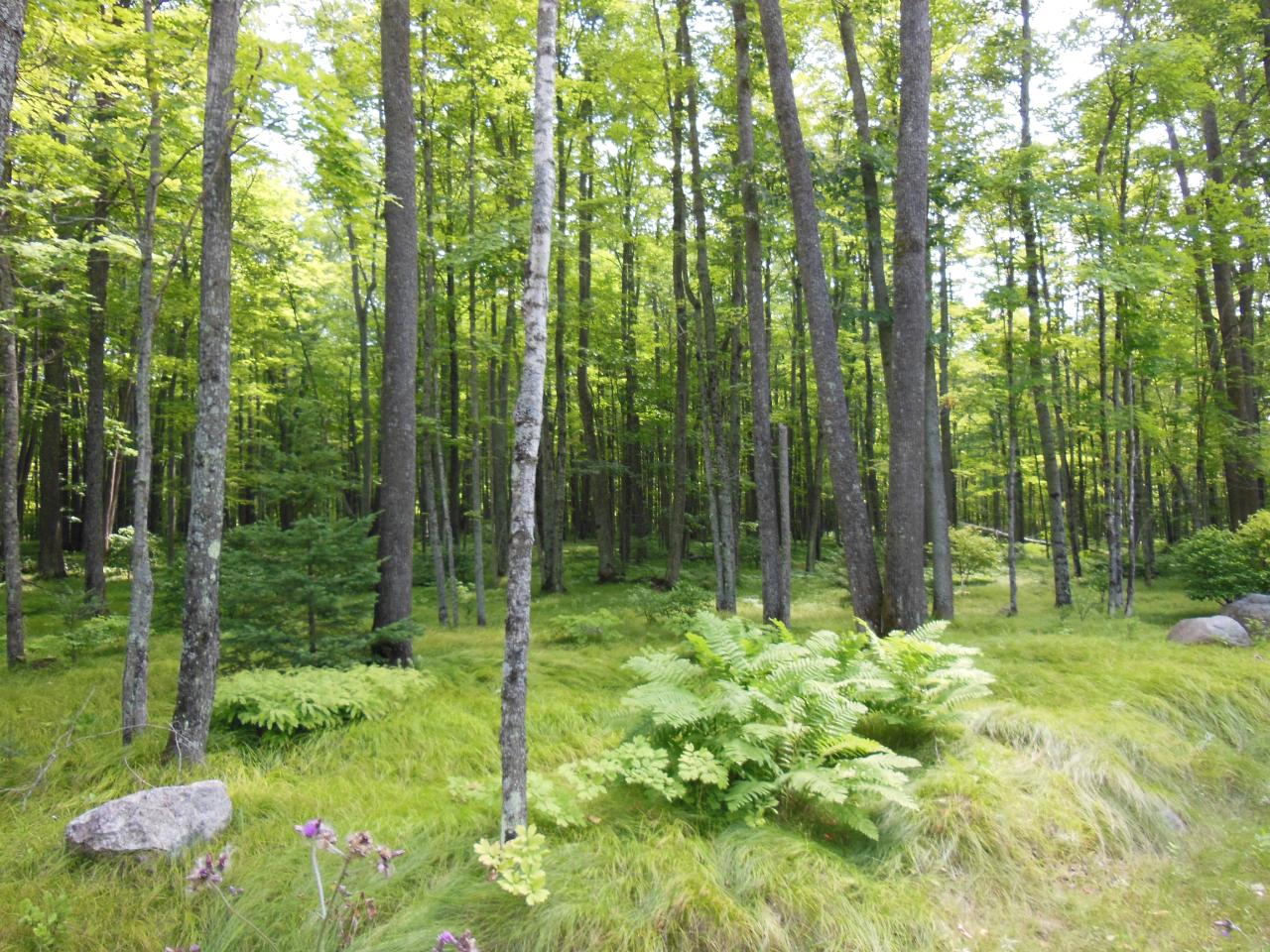 On Sheltrow Road, Unit LOT 13 Crystal Falls, MI 49920 - Photo 1 of 1 Gallery Image 1