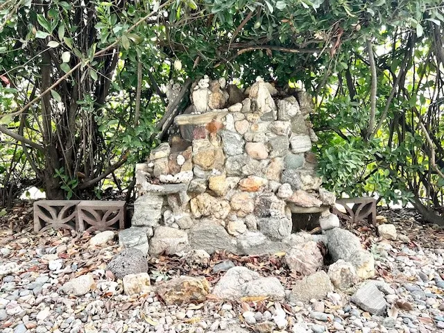 a close up of a tree