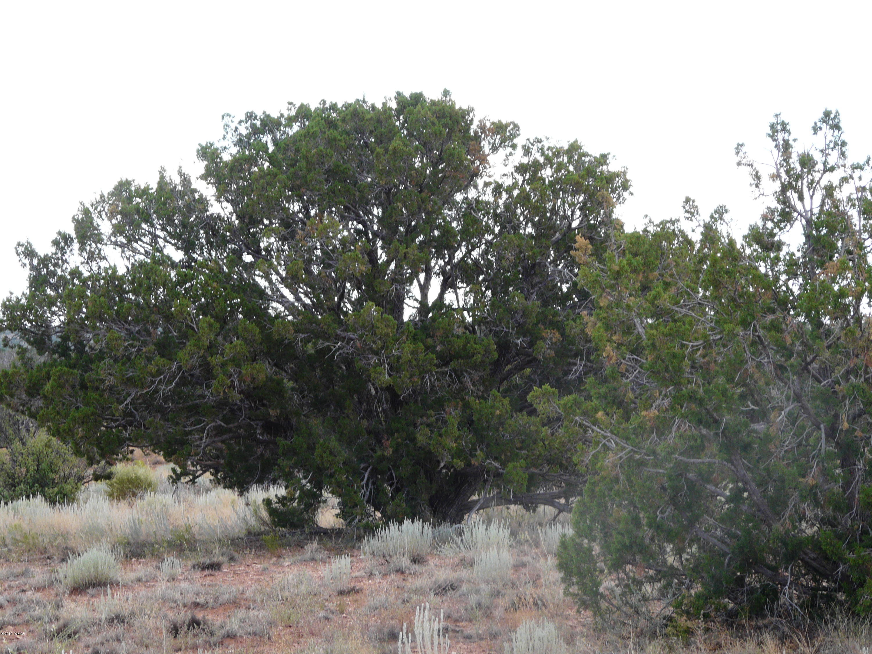 Lot 252 Chevelon Canyon Ranch, Unit 2 Heber, AZ 85928 - Photo 7 of 14