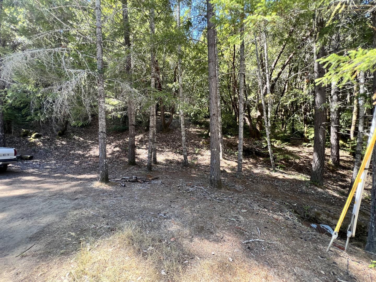 a view of a forest with trees