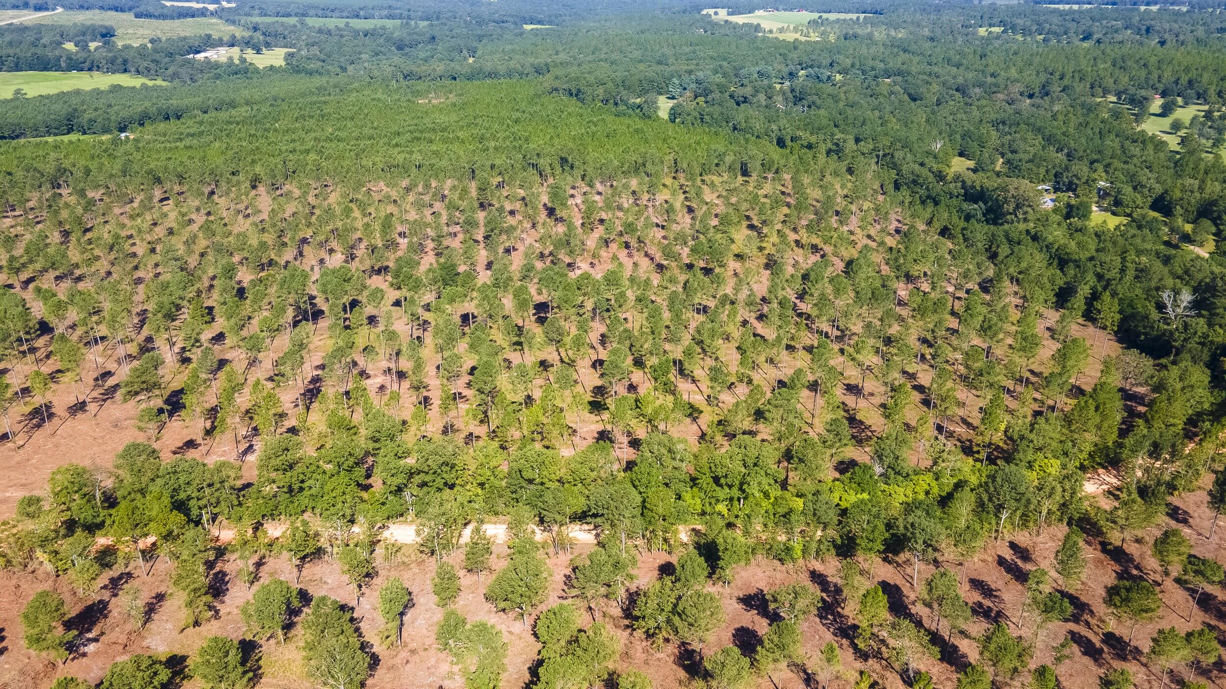 Lot 2 Bluffwood Road Wagener, SC 29164 - Photo 6 of 9
