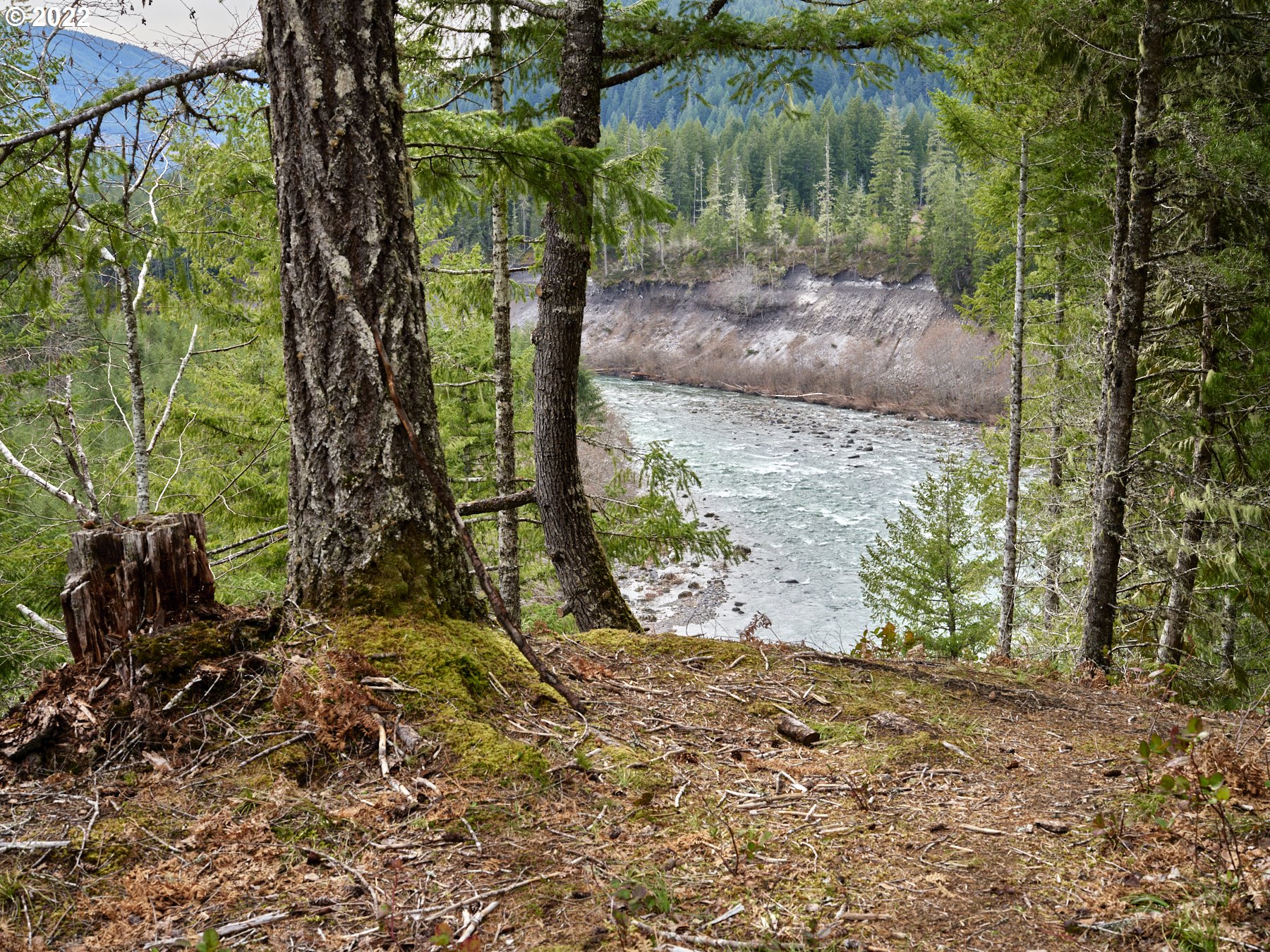 2 Lahar Lane Cougar, WA 98616 - Photo 2 of 7 a view of a yard with plants and large trees