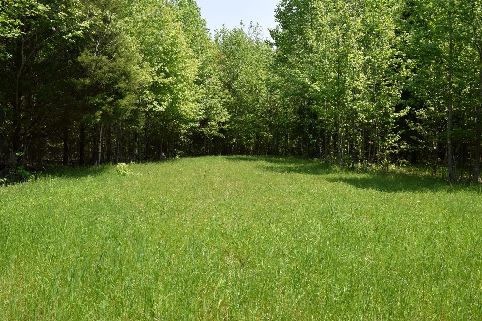 0 Johnson Branch Road Pulaski, TN 38478 - Photo 3 of 20