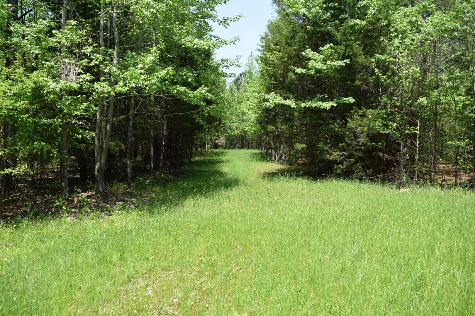 0 Johnson Branch Road Pulaski, TN 38478 - Photo 5 of 20