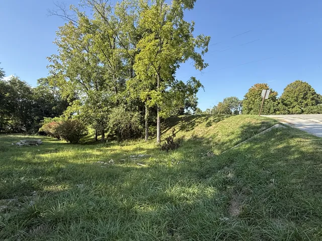a view of a field with a tree
