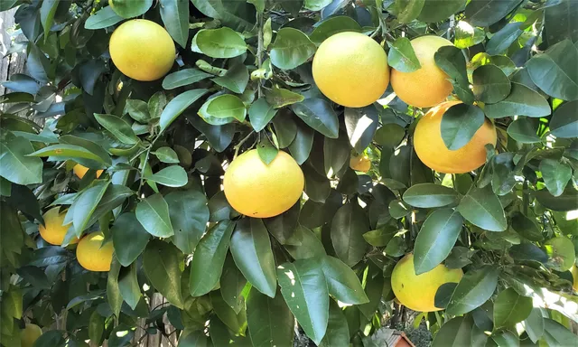 $2,200 | 1902 Coulcrest Drive, Houston, TX 77055