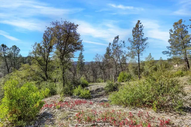 a view of a garden with trees