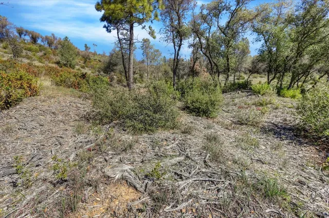 a view of a forest with a tree