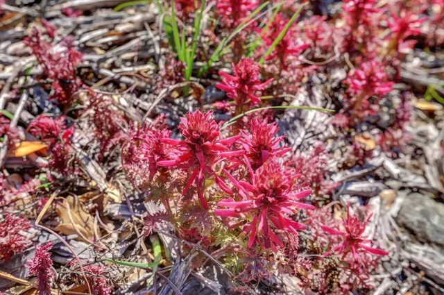 a picture of flowers