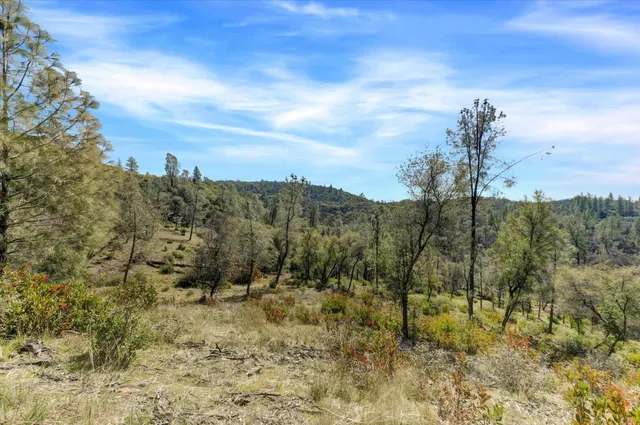a view of a forest with mountains in the background