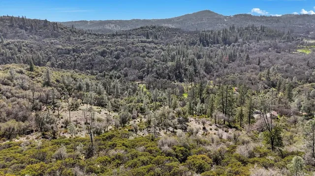 a view of a dry forest