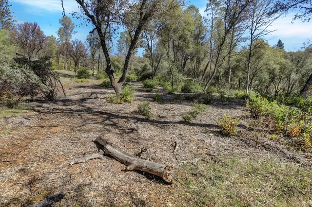 a view of a yard with a tree