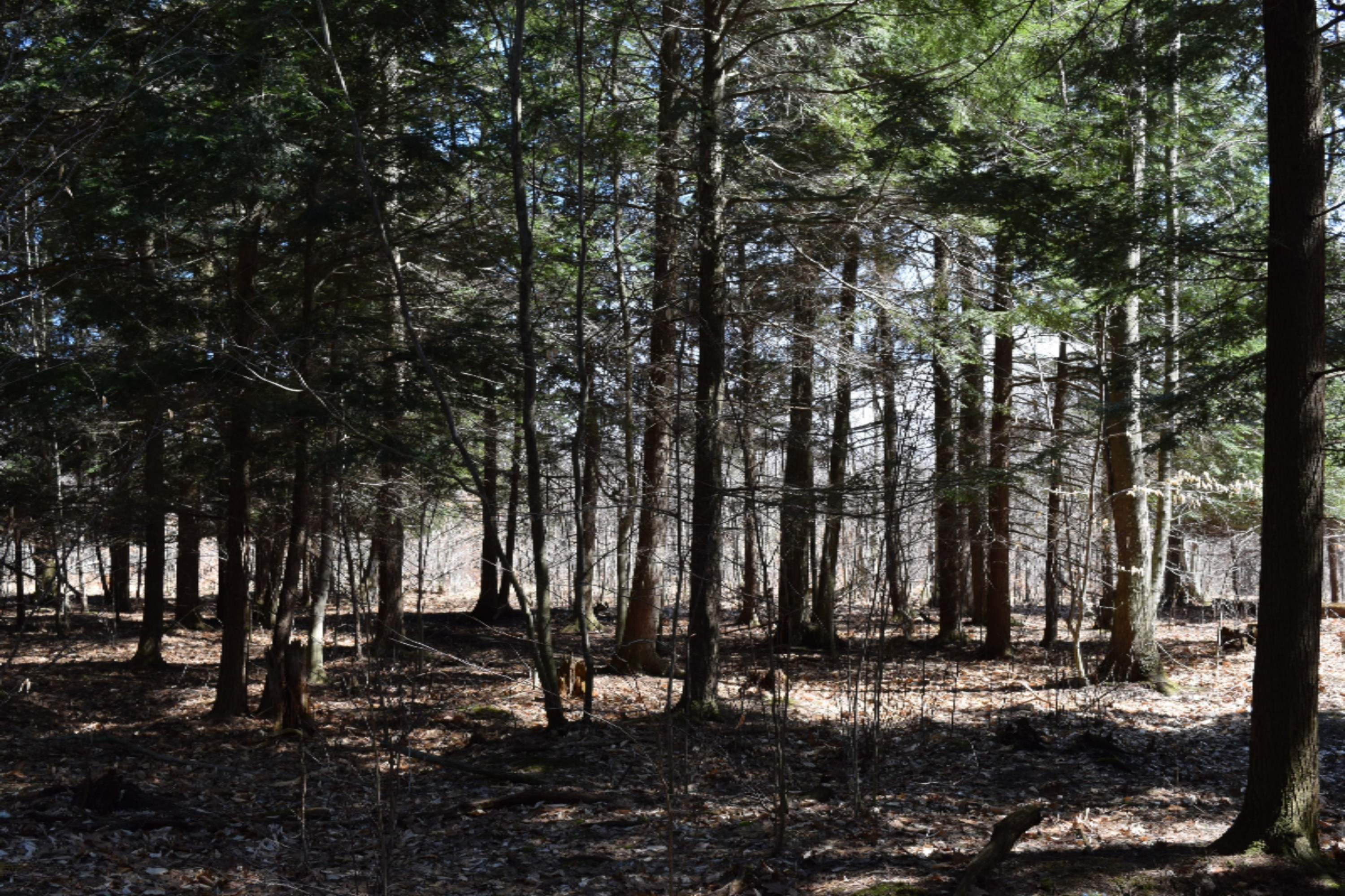 Opal Ridge Drive, Unit 72 Onekama, MI 49675 - Photo 11 of 20 DSC_0223