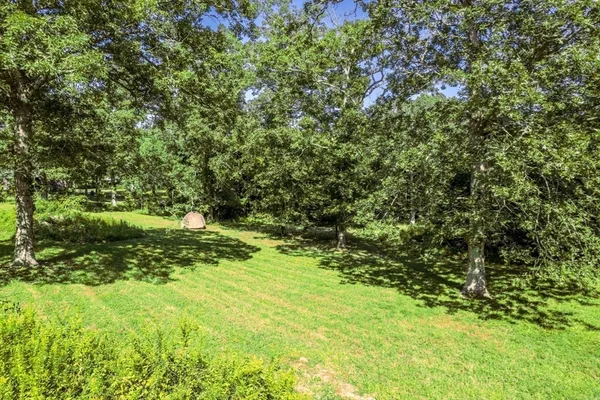 a view of a yard with plants and large trees