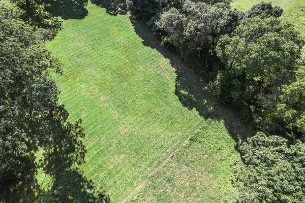 a lush green forest with lots of trees