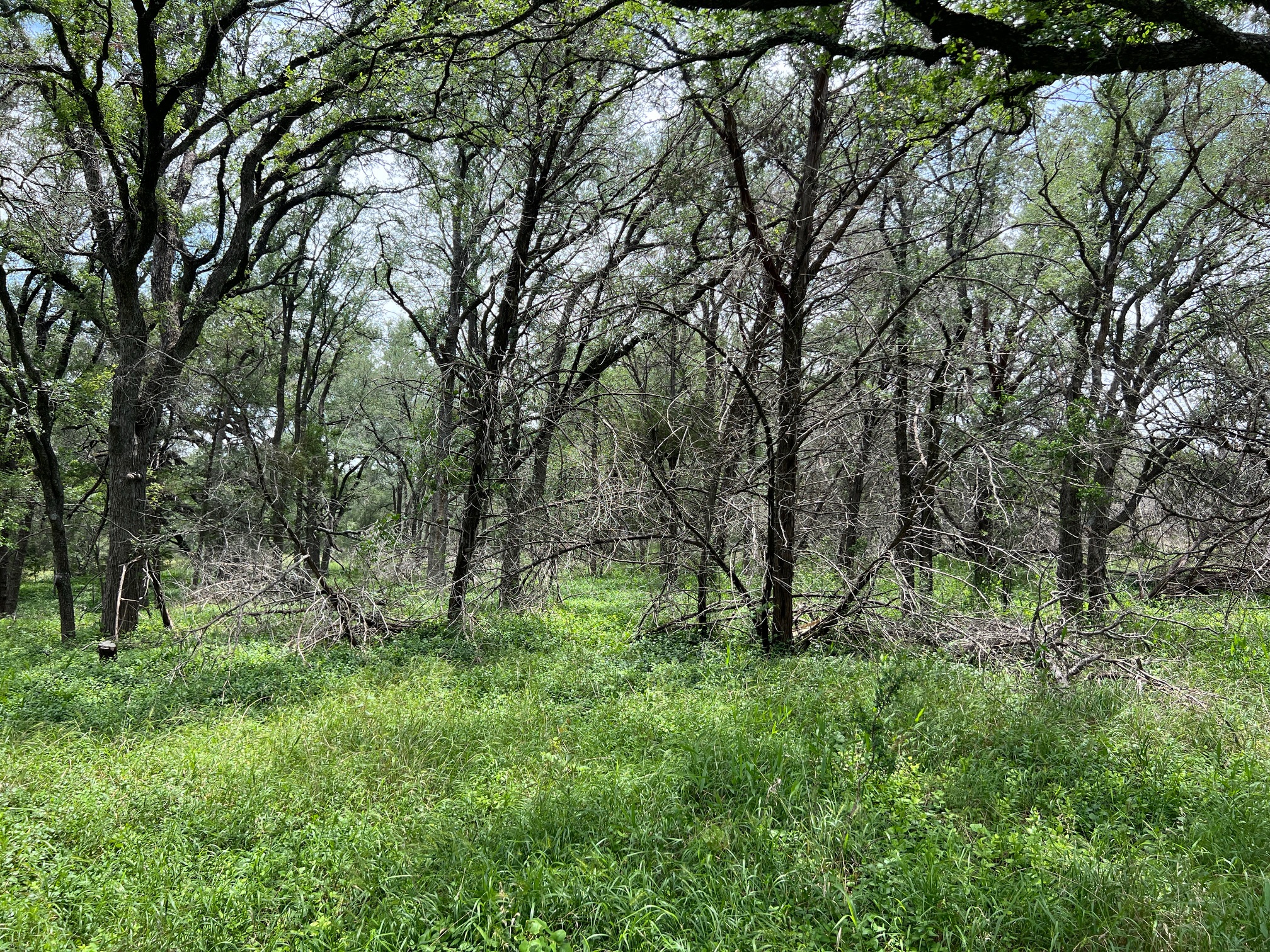 Tbd Lot Pt 19 Tbd Road Blanco, TX 78606 - Photo 7 of 8