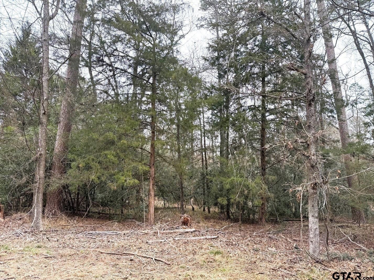 316-317 Brazos Bend Holly Lake Ranch, TX 75765 - Photo 2 of 26 a view of a forest filled with trees