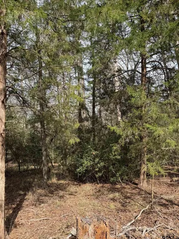 a view of a forest with trees