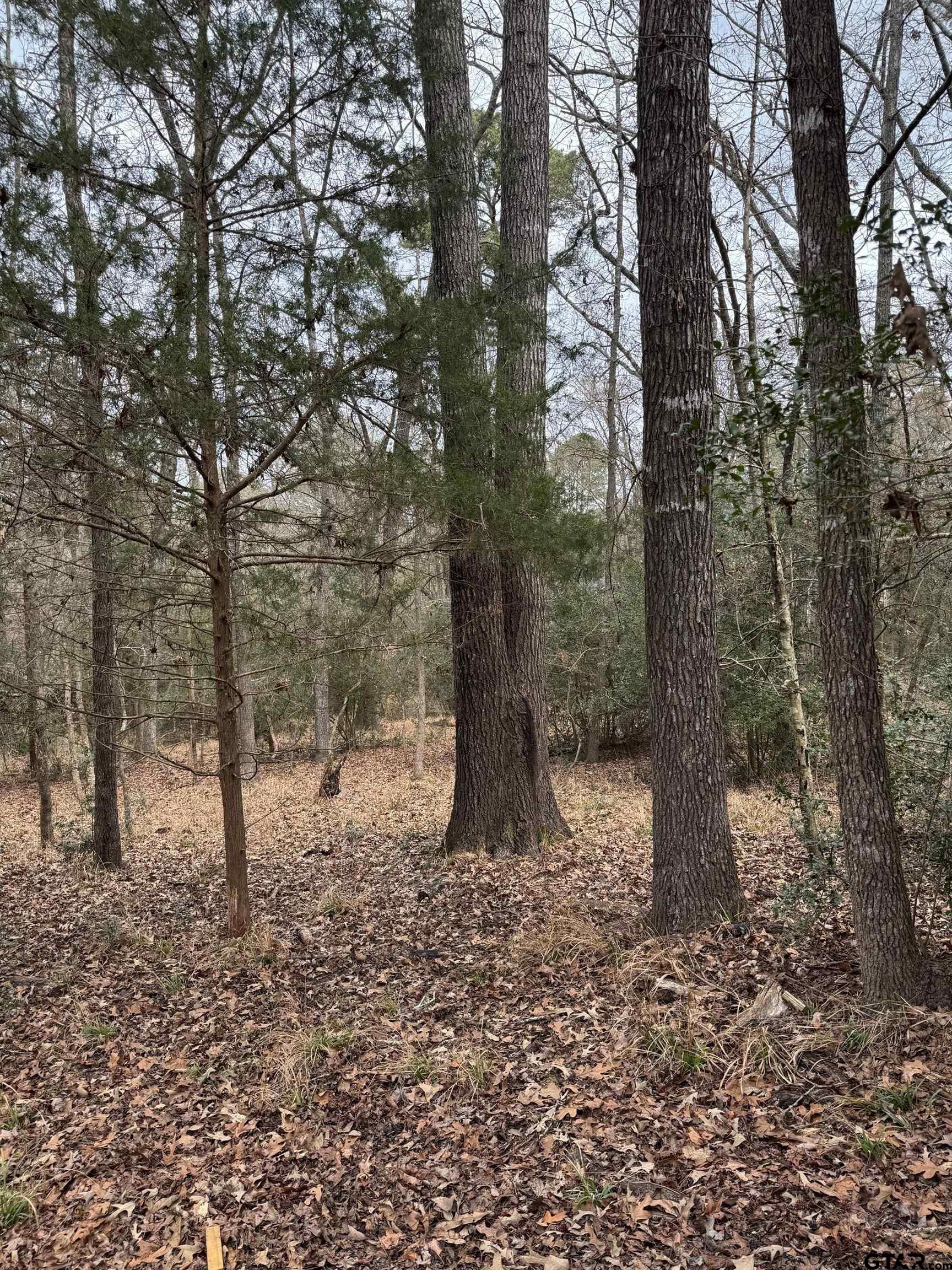 316-317 Brazos Bend Holly Lake Ranch, TX 75765 - Photo 9 of 26 a view of a forest with trees