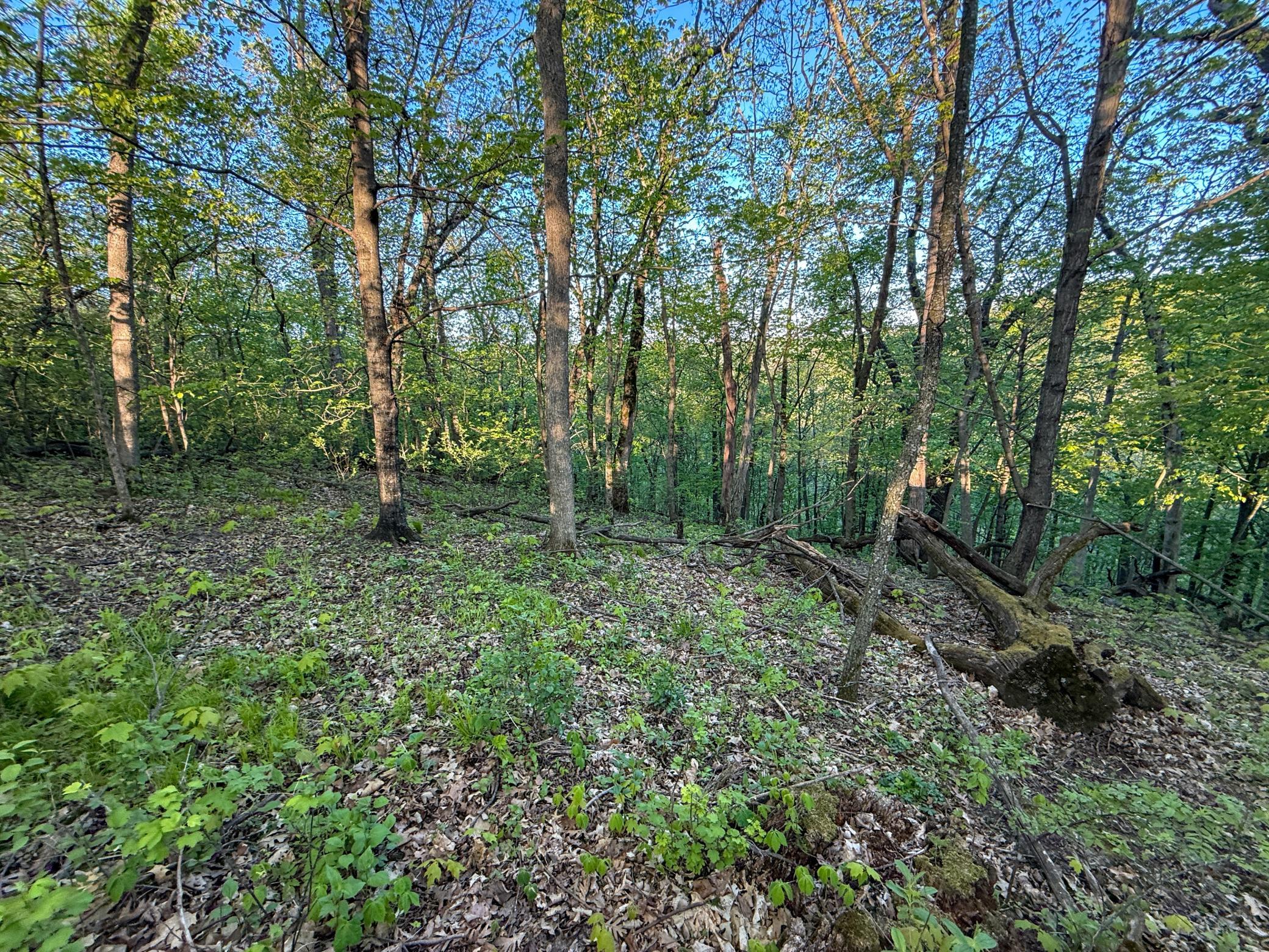 19807 Balentine Road Caledonia, MN 55921 - Photo 71 of 91
