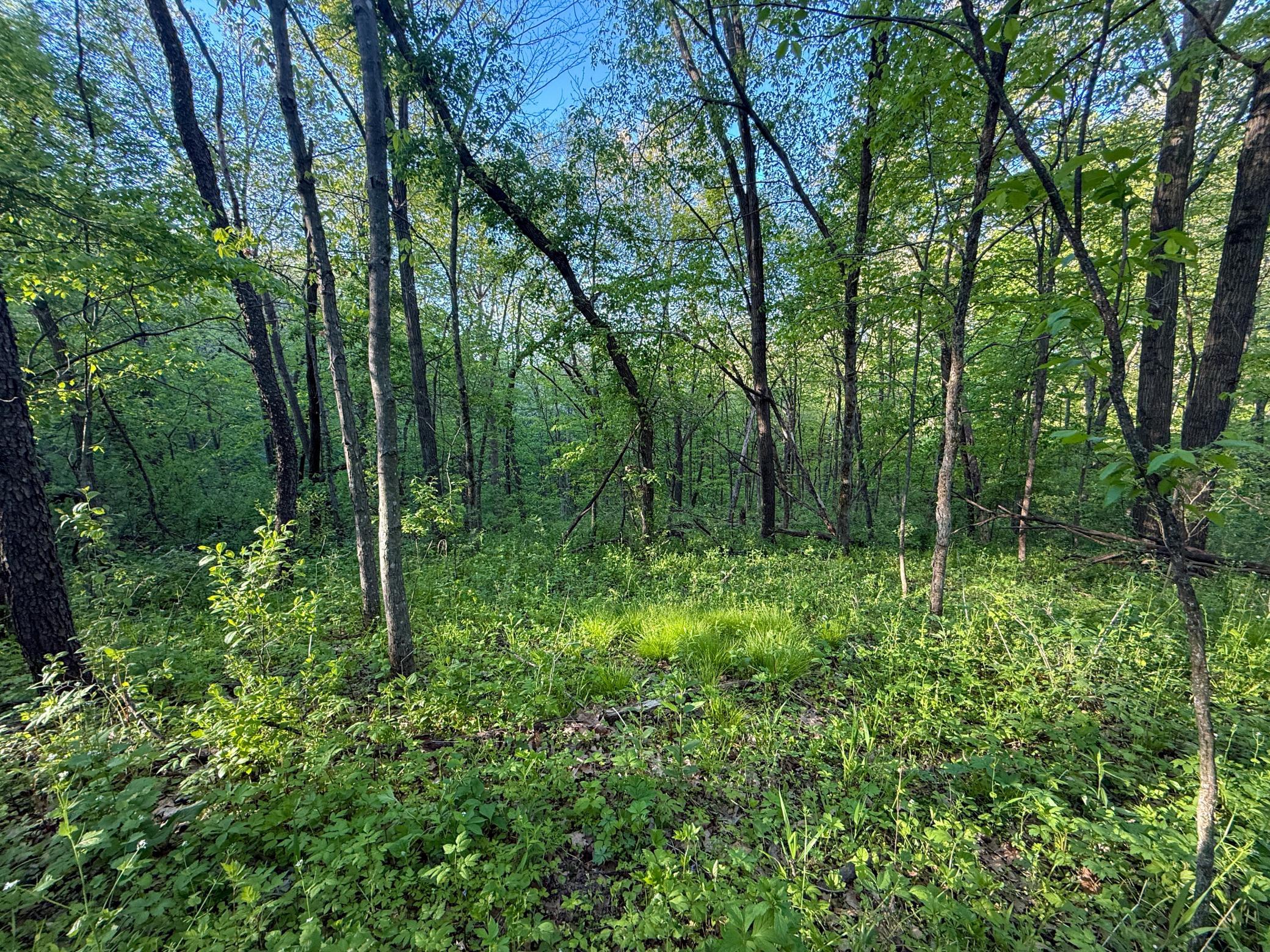 19807 Balentine Road Caledonia, MN 55921 - Photo 76 of 91