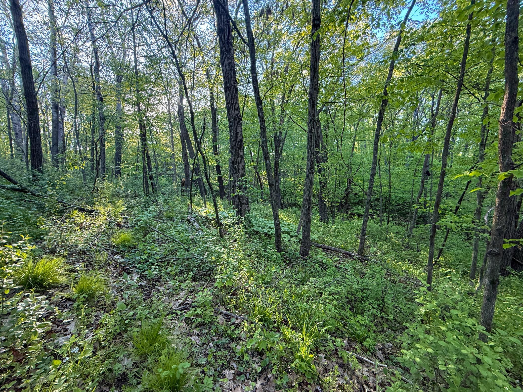 19807 Balentine Road Caledonia, MN 55921 - Photo 77 of 91
