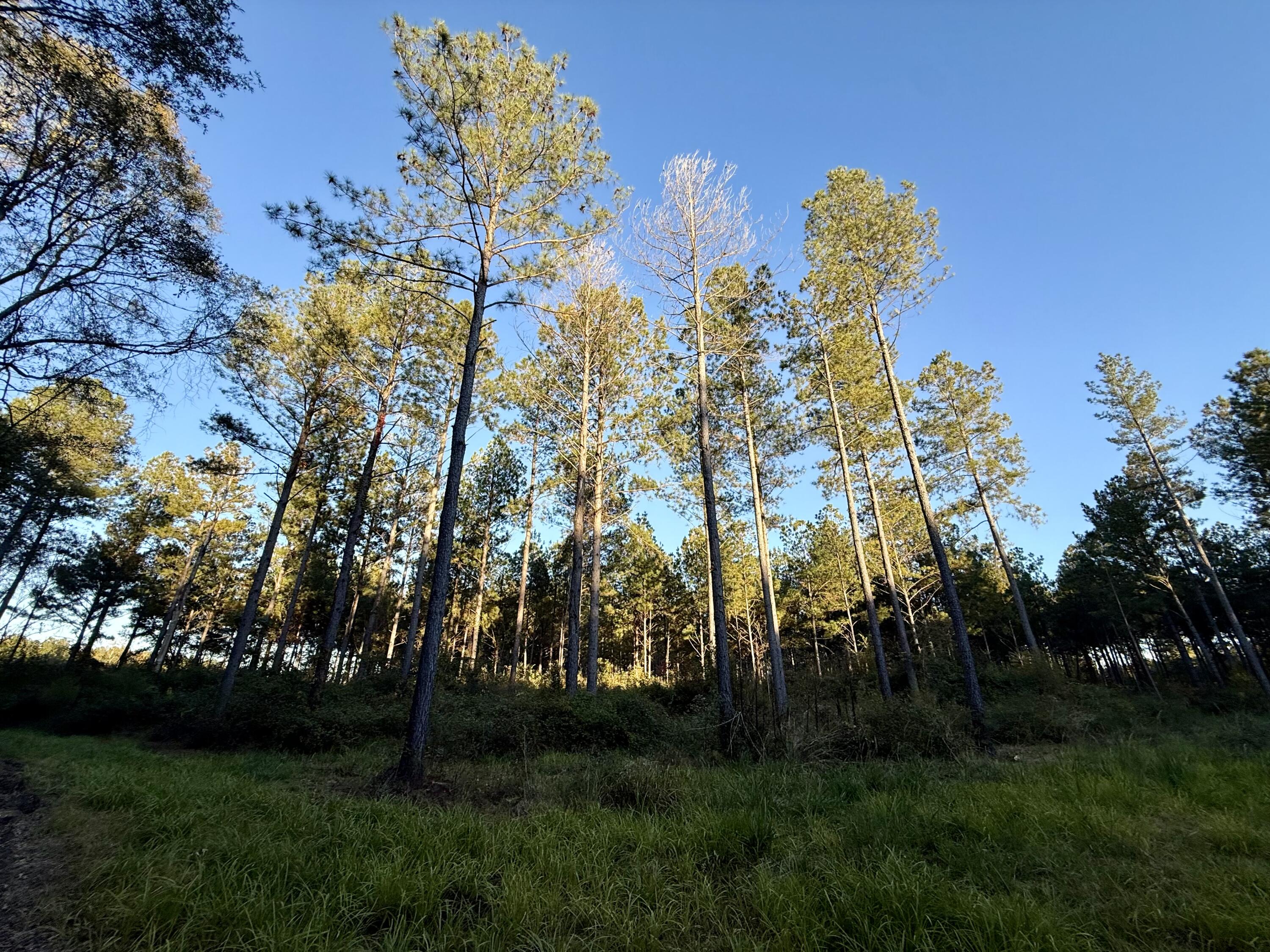 0 Christian Road McCormick, SC 29835 - Photo 2 of 8 FullSizeRender