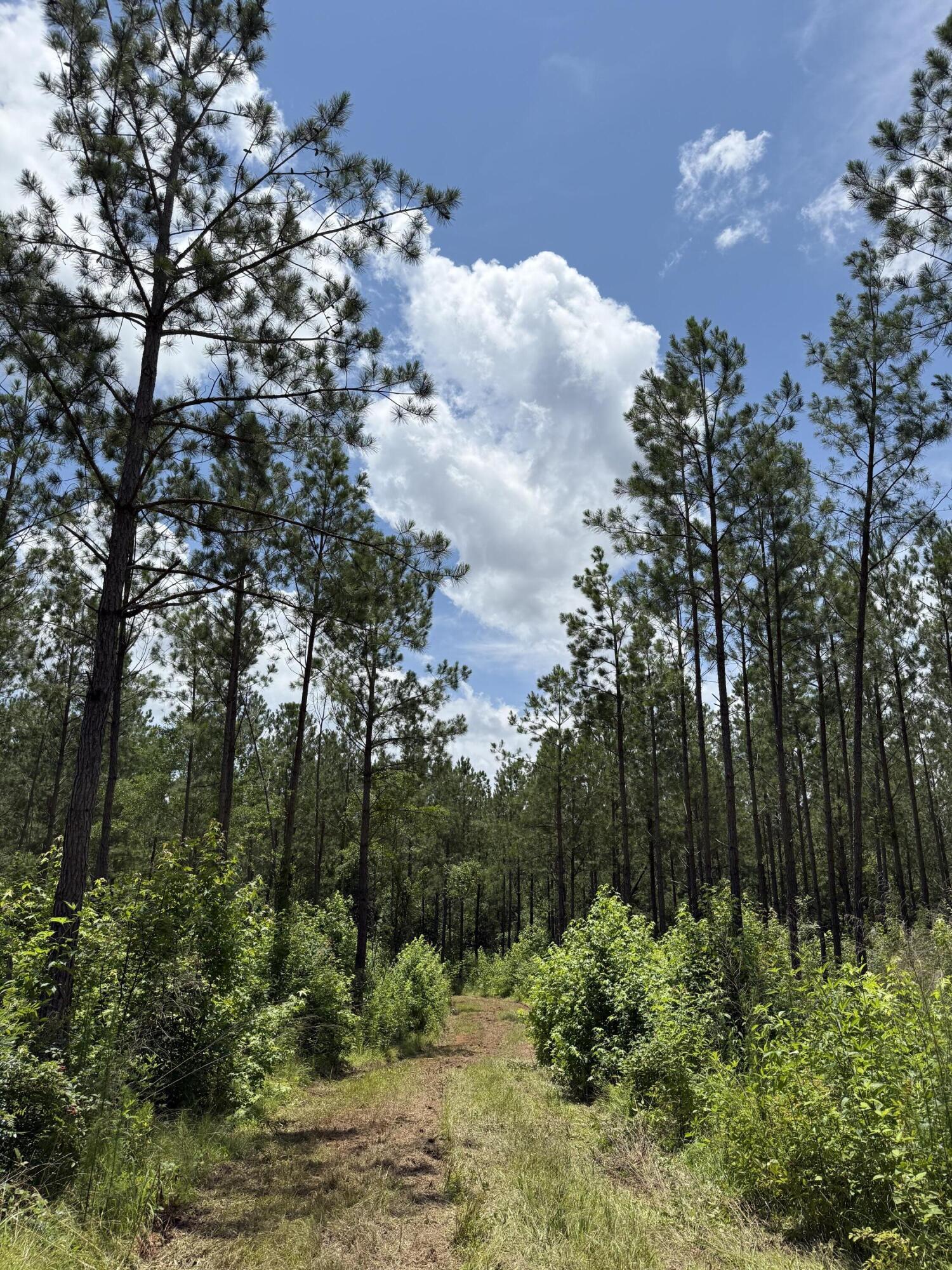 0 Christian Road McCormick, SC 29835 - Photo 3 of 8 IMG_8921