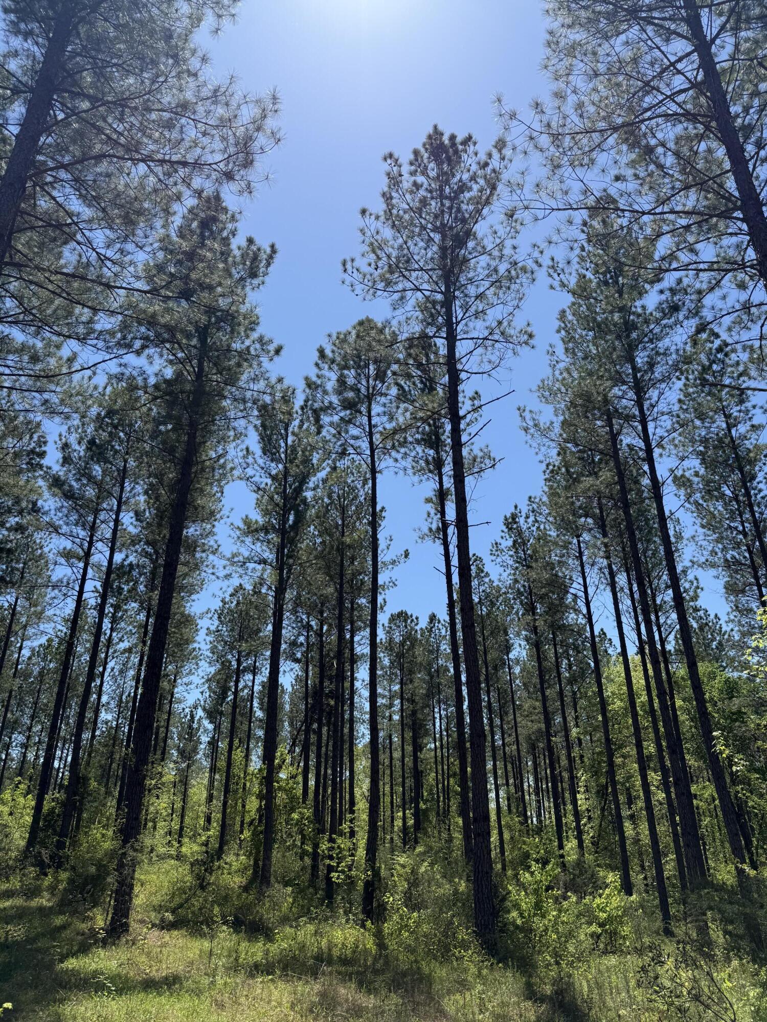 0 Christian Road McCormick, SC 29835 - Photo 6 of 8 IMG_8362