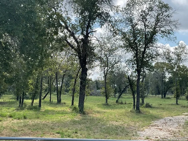 a view of a trees in a yard