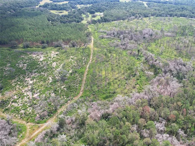 a view of a forest with a street