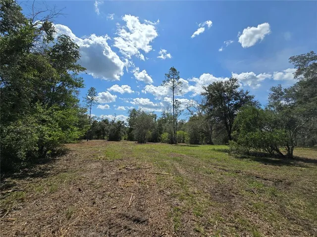 a view of a forest with a street
