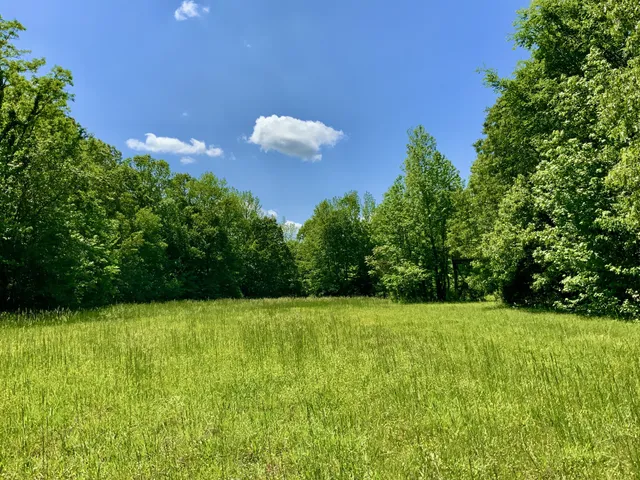 a view of a green yard