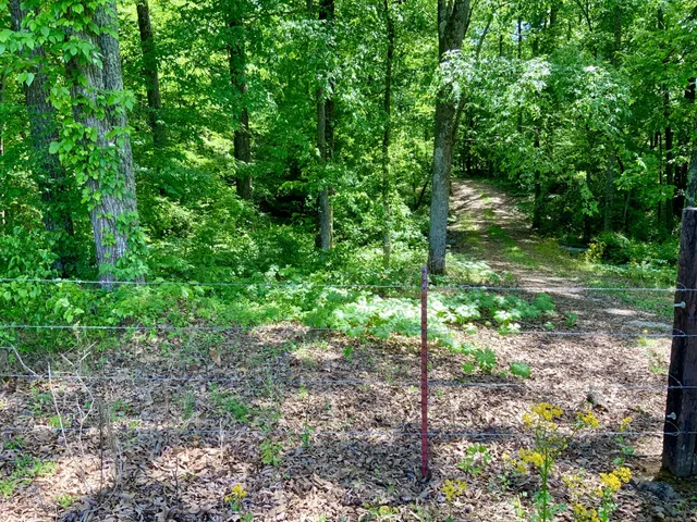 a view of a yard with plants and large trees