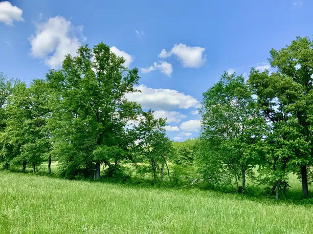 a view of a green yard