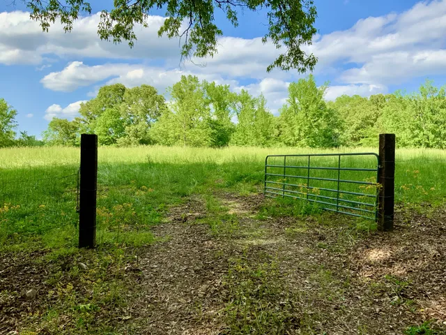 a view of a garden with a tree