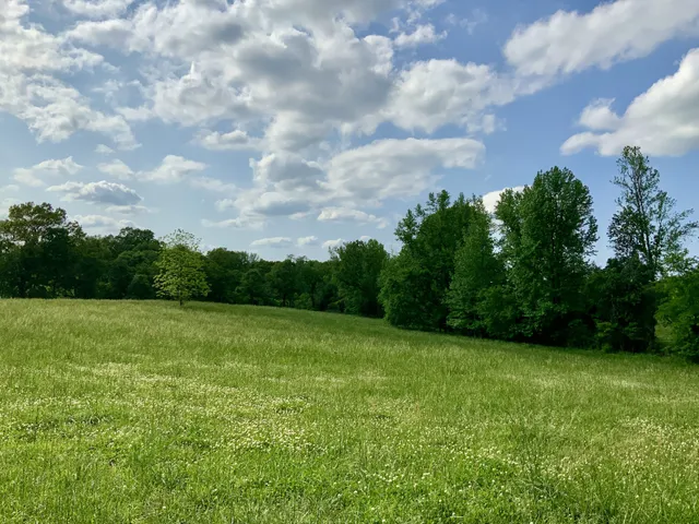 a view of a big yard with plants and a bench