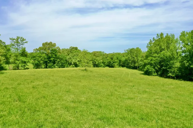 a view of a green field with plants in front of it