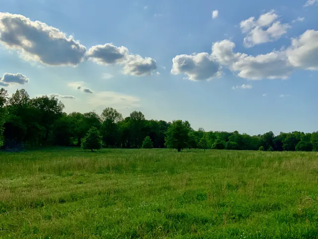 a view of a big yard