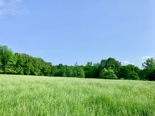 a view of a lush green space
