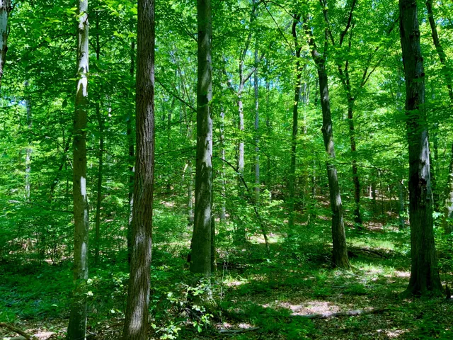 a view of a lush green forest