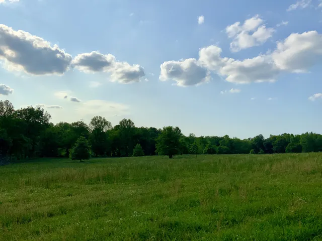 a view of a big yard with potted plants and large trees