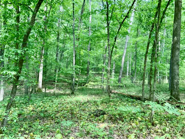 a view of lush green forest