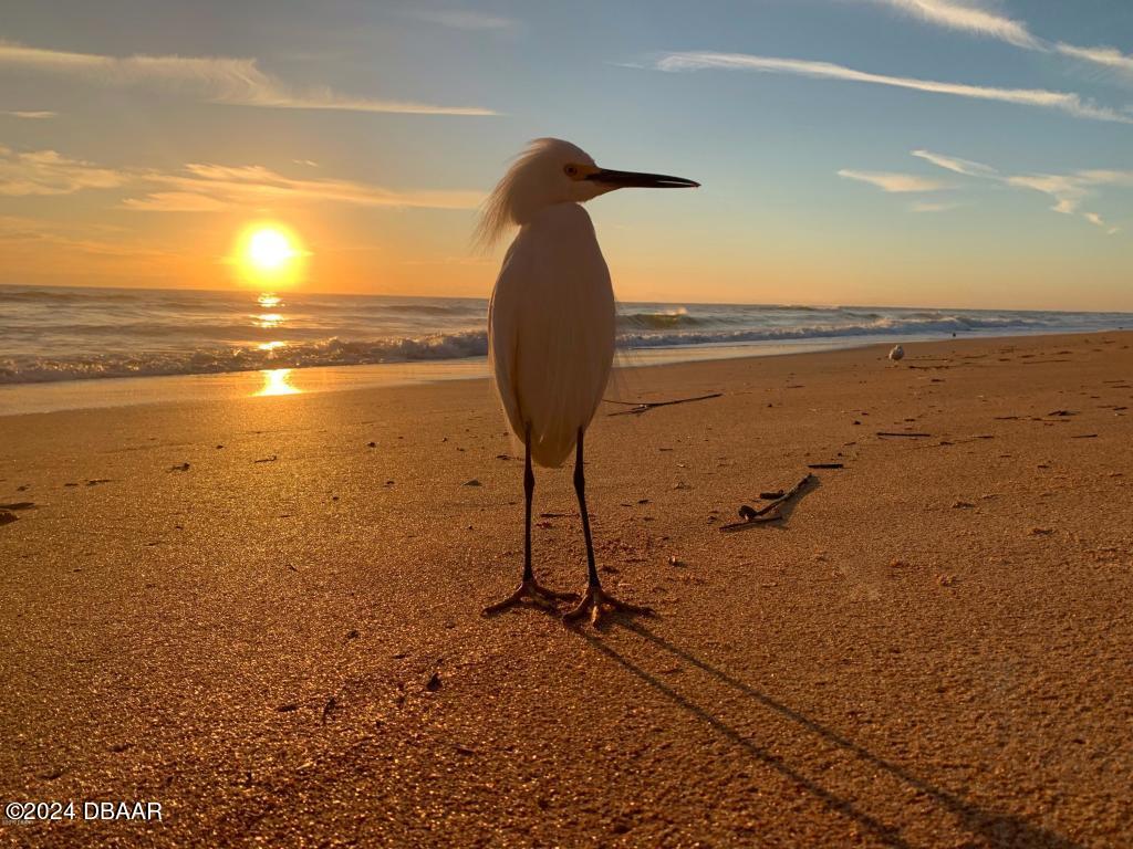 32 Seabridge Drive Ormond Beach, FL 32176 - Photo 21 of 51 beach buddies