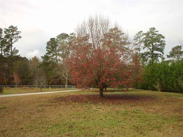 710 McLamb Road Northwest Calabash, NC 28467 - Photo 15 of 15 Gallery Image 15